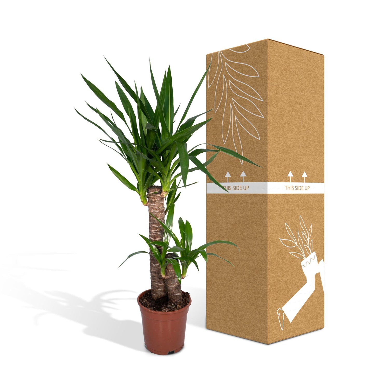 Yucca Elephantipes – Palmlelie kamerplant