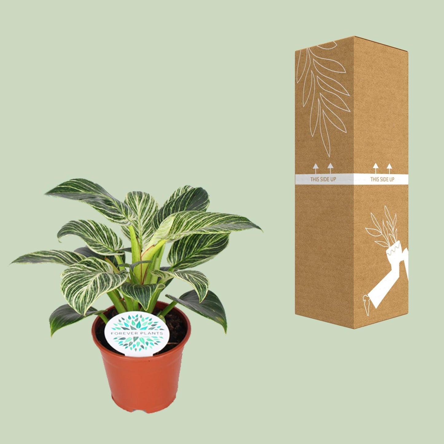 Philodendron Birkin – Philodendron kamerplant