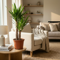 Yucca Elephantipes – Palmlelie kamerplant