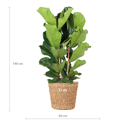 Ficus Lyrata XL met Torun mand - 140cm - Ø27