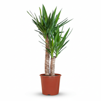 Yucca Elephantipes – Palmlelie kamerplant