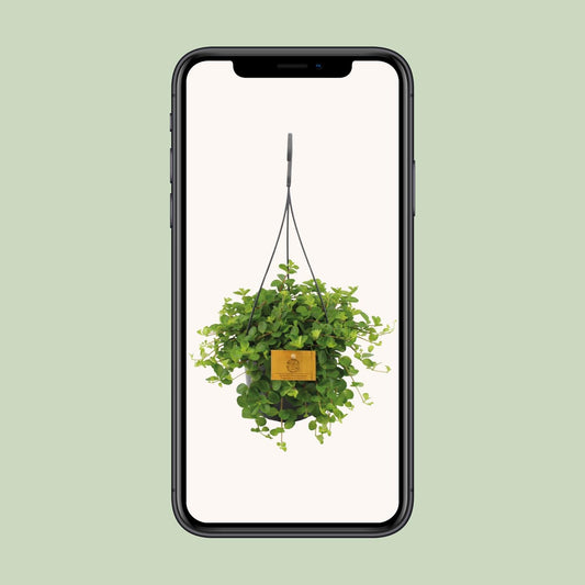 Peperomia Rotundifolia – Dwergpeperomia hangplant
