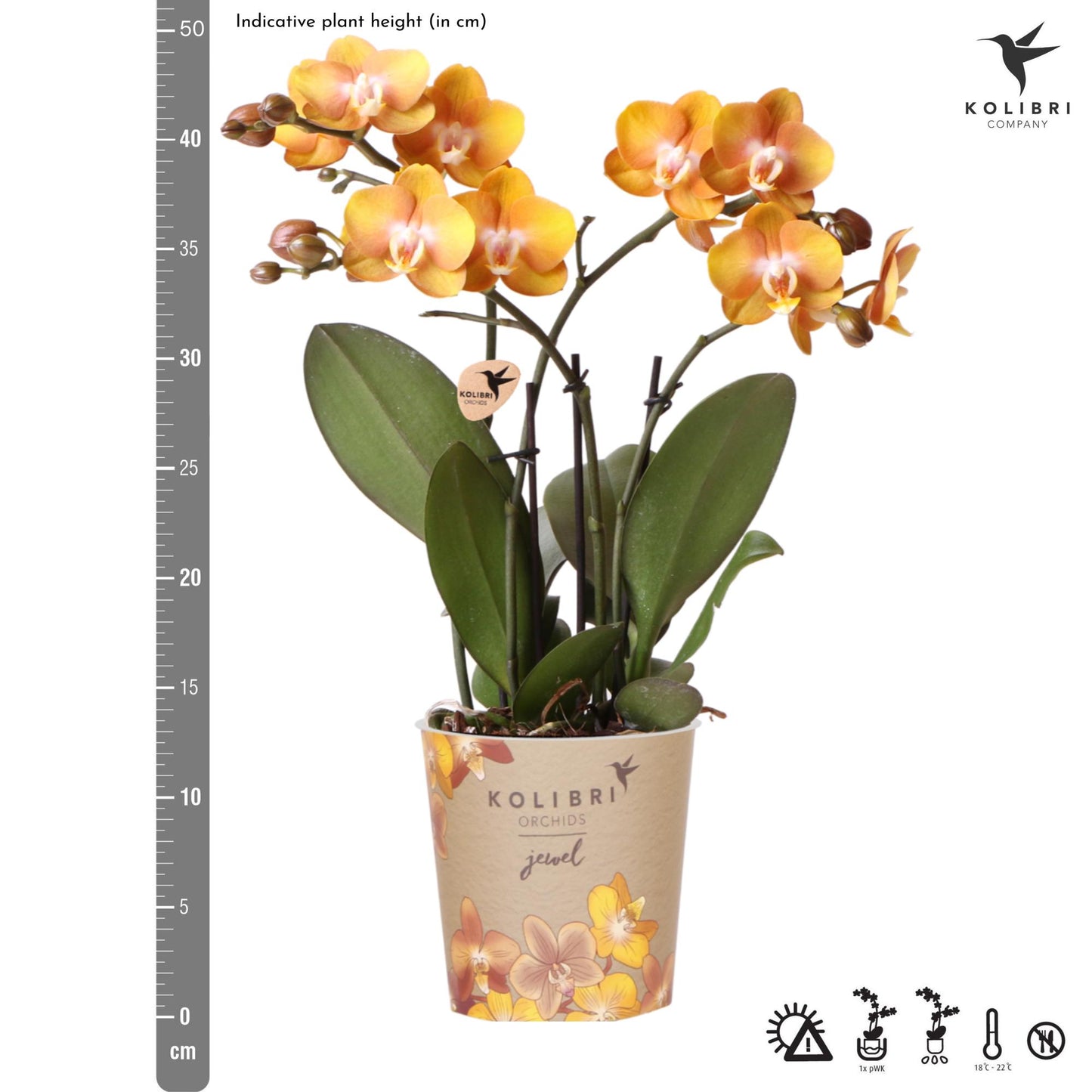 Kolibri Orchids | oranje gouden Phalaenopsis orchidee potmaat Ø12cm | Jewel Las Vegas | bloeiende kamerplant - vers van de kweker