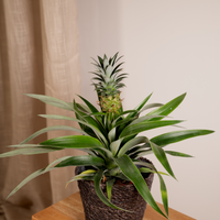Ananasplant – Ananas kamerplant