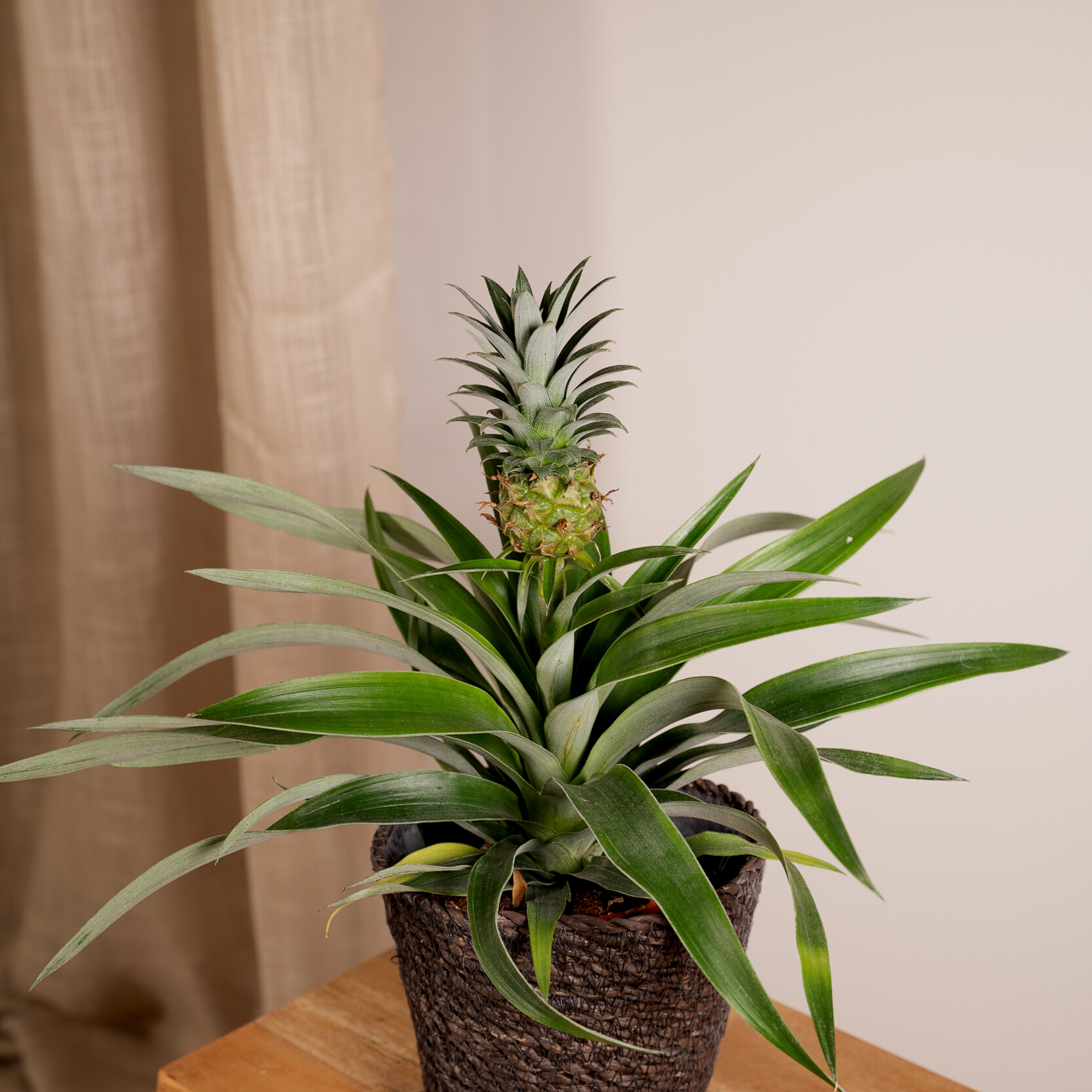 Ananasplant – Ananas kamerplant