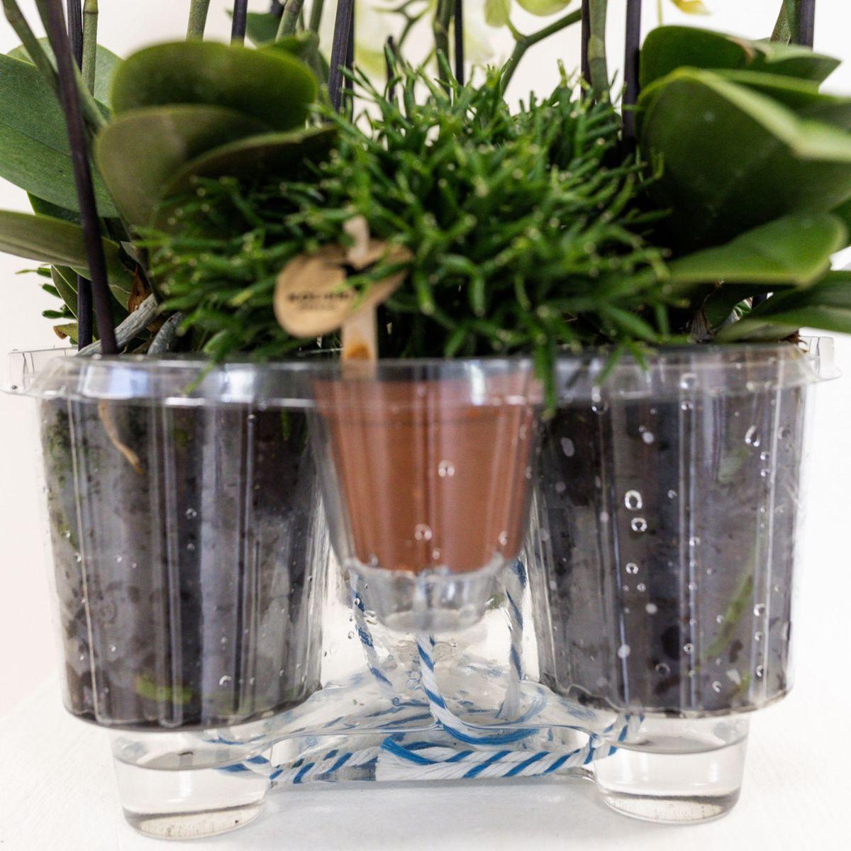 Kolibri Orchids | witte orchideeënset in Honey dish incl. waterreservoir | drie witte orchideeën Ghent 12cm | Mono Bouquet wit met zelfvoorzienend waterreservoir