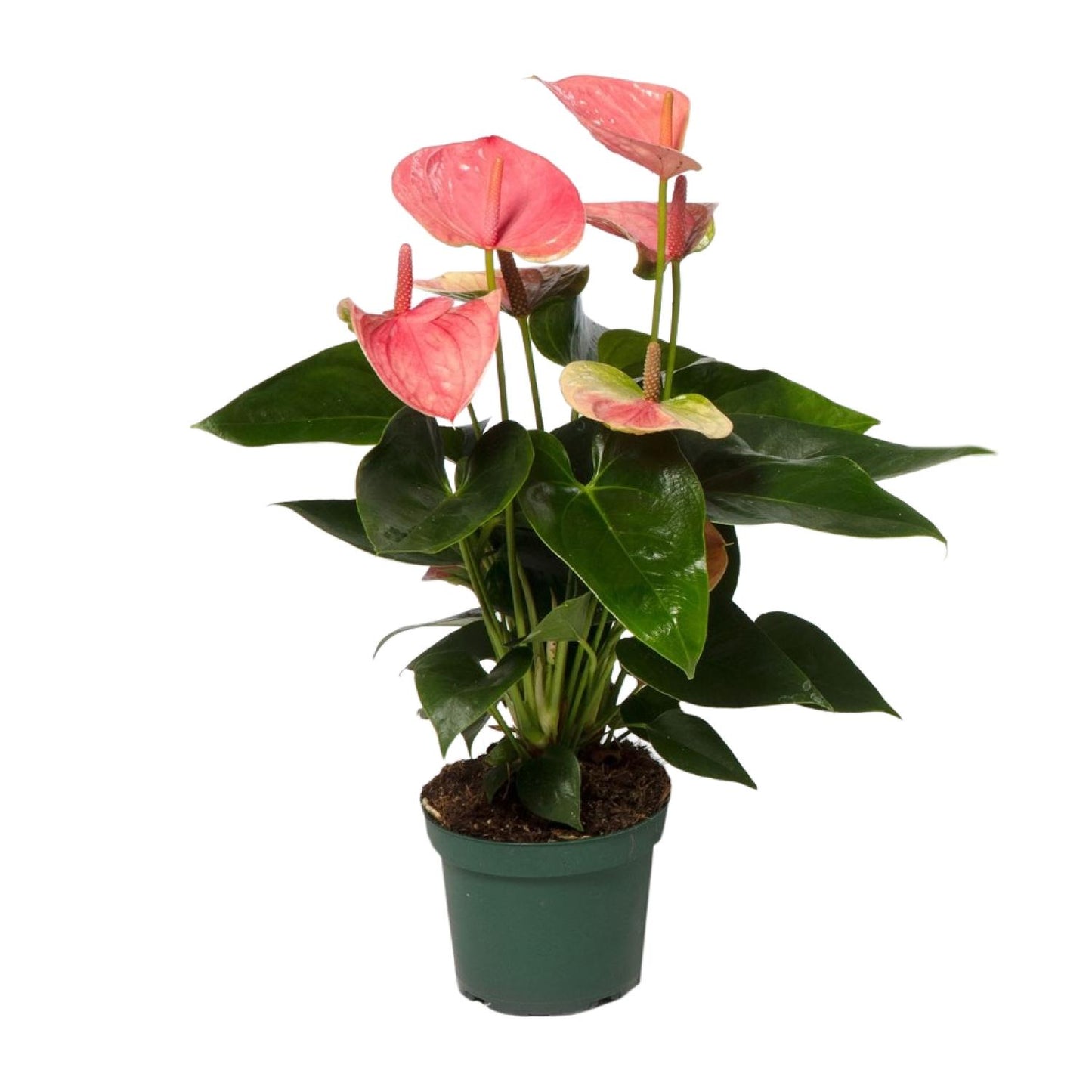 Anthurium – Flamingoplant Ø12 35-45 cm