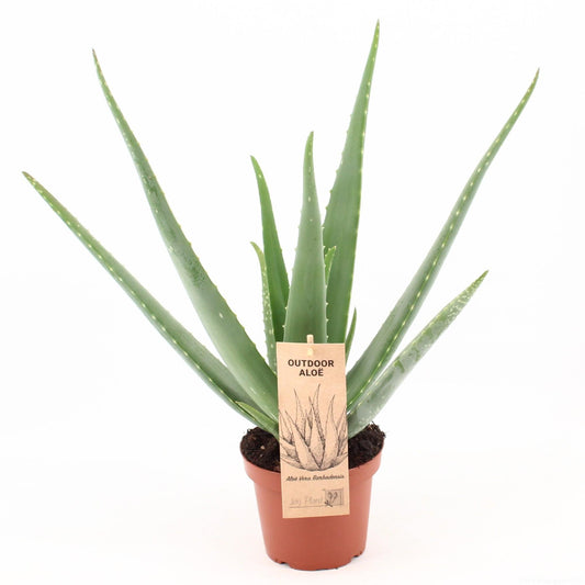 Aloe Vera – Aloë vera kamerplant