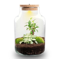 Planten terrarium - Little Milky + Led lamp ↑ 25 cm
