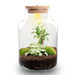 Planten terrarium - Little Milky + Led lamp ↑ 25 cm