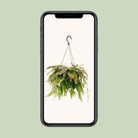 Rhipsalis Red Coral - Ø17cm - ↕25cm
