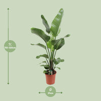 Strelitzia Nicolai – Paradijsvogelplant kamerplant