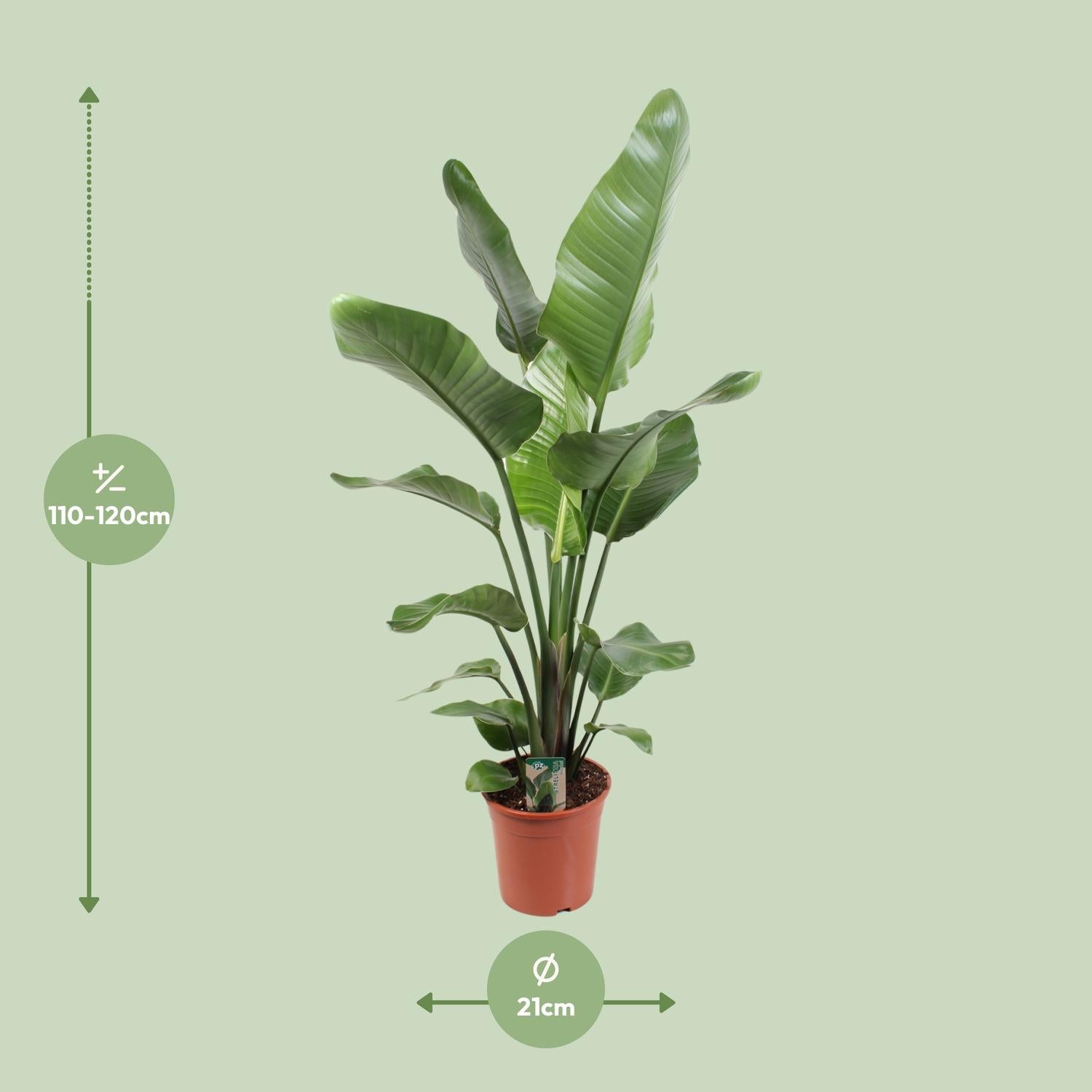 Strelitzia Nicolai – Paradijsvogelplant kamerplant