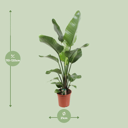 Strelitzia Nicolai – Paradijsvogelplant kamerplant