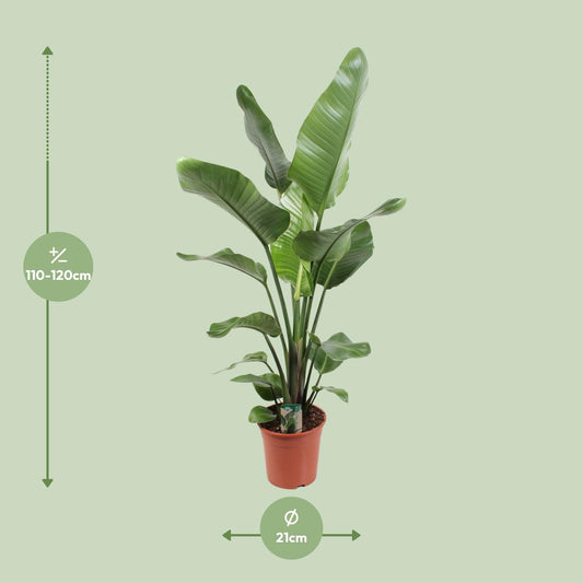 Strelitzia Nicolai – Paradijsvogelplant kamerplant