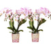 Phalaenopsis ‘Portugal’ – Ø9cm – ↕25-35cm| COMBI DEAL van 2 planten