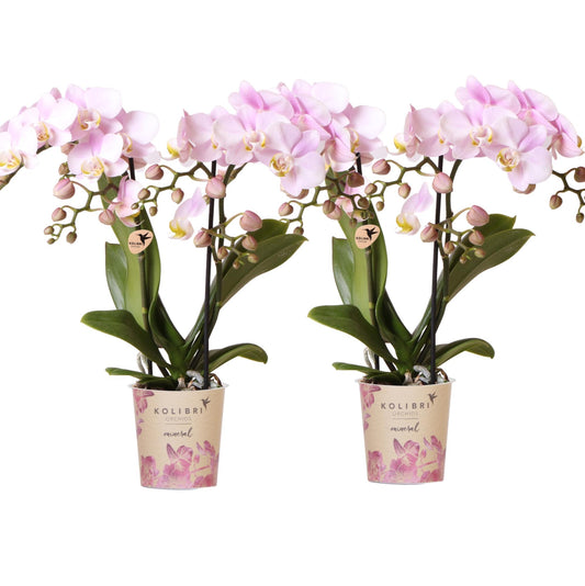 Phalaenopsis ‘Portugal’ – Ø9cm – ↕25-35cm| COMBI DEAL van 2 planten