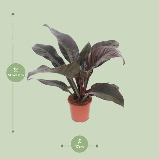 Philodendron Imperial Red – Philodendron kamerplant