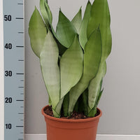Sanseveria Moonshine – Vrouwentong kamerplant