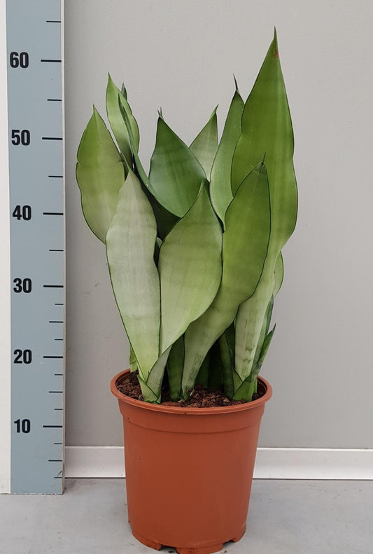 Sanseveria Moonshine – Vrouwentong kamerplant