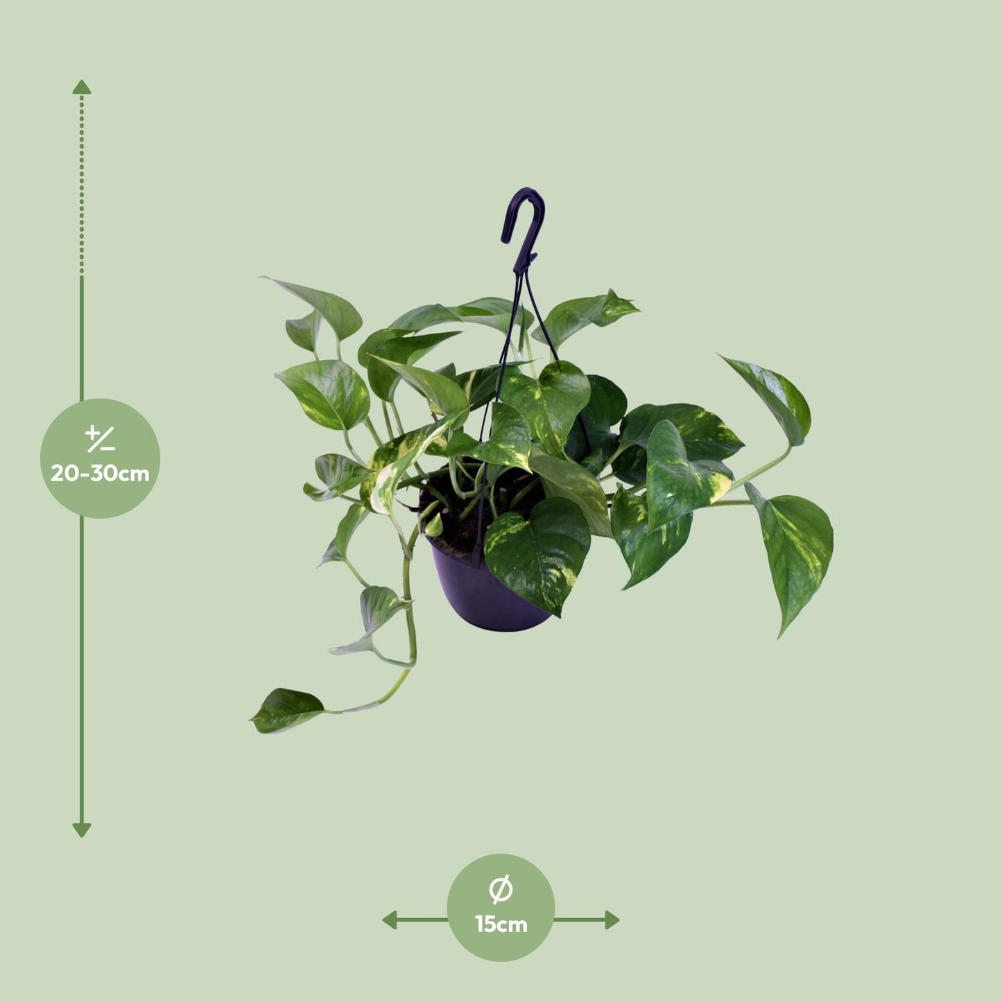 Scindapsus Aureum – Scindapsus kamerplant