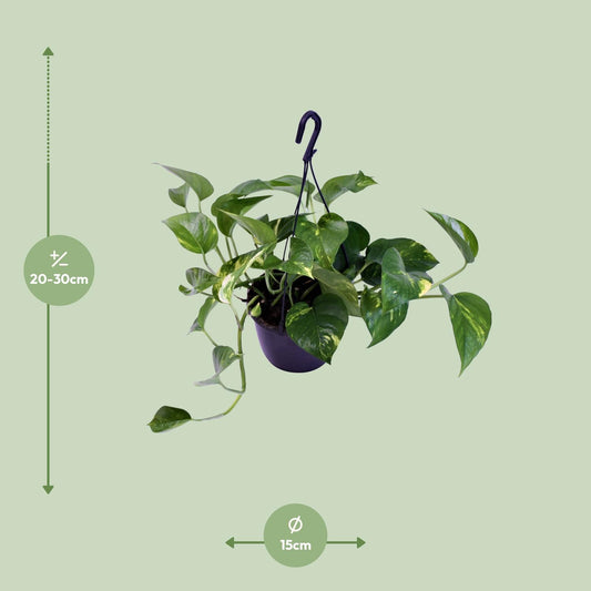 Scindapsus Aureum – Scindapsus kamerplant