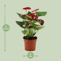 Anthurium – Flamingoplant Ø12 35-45 cm