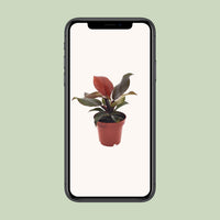 Philodendron Imperial Red – Philodendron kamerplant