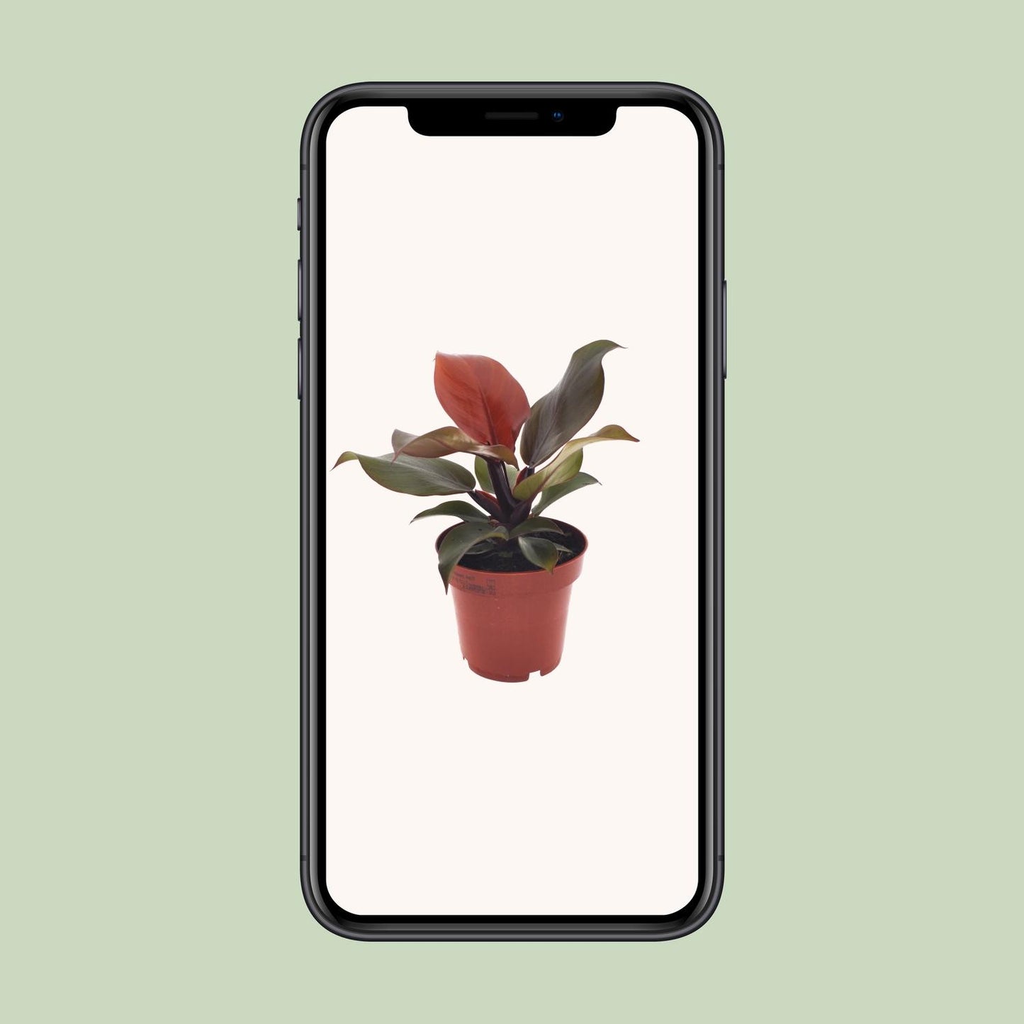 Philodendron Imperial Red – Philodendron kamerplant