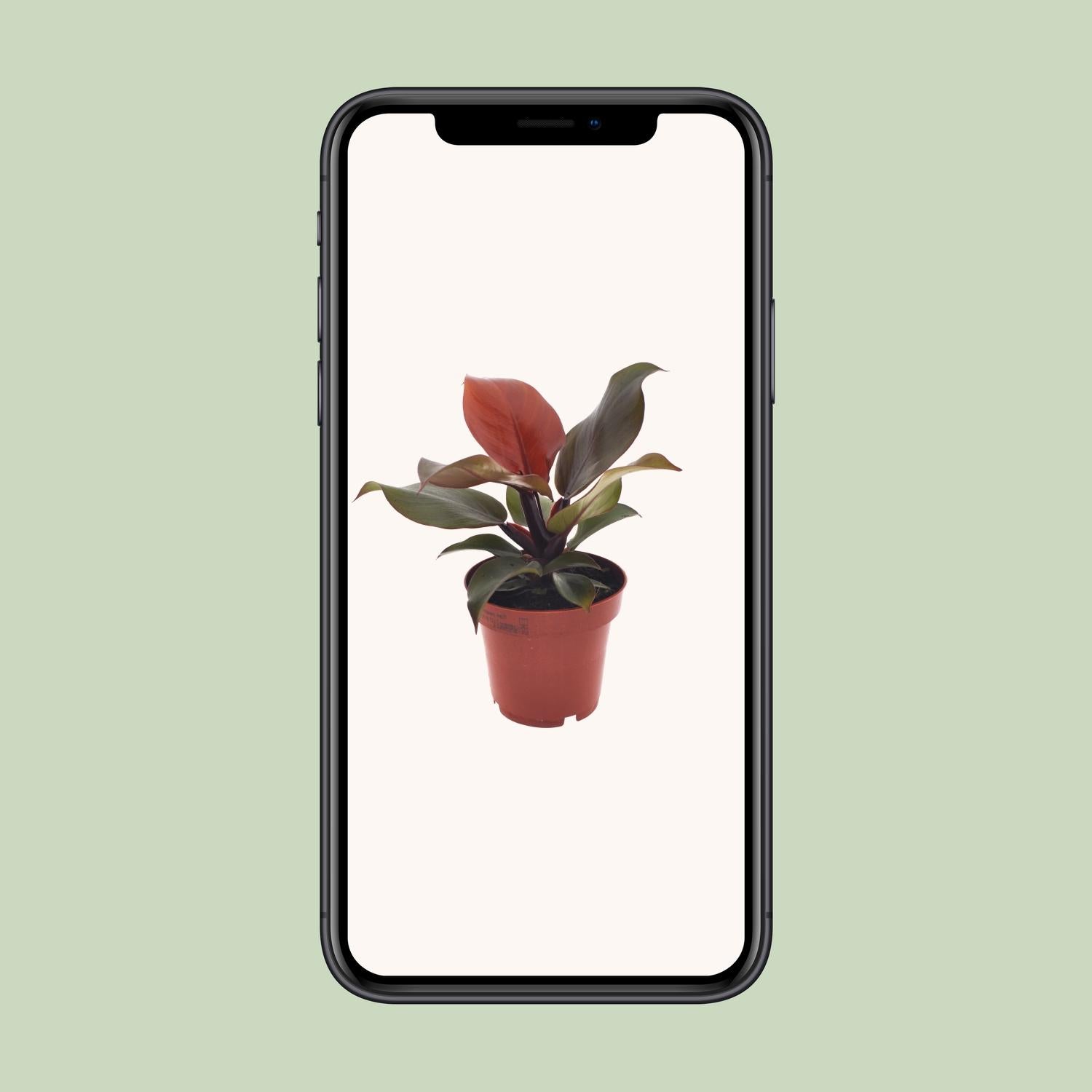 Philodendron Imperial Red – Philodendron kamerplant