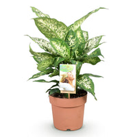 Dieffenbachia ‘Compacta’ – Dieffenbachia kamerplant