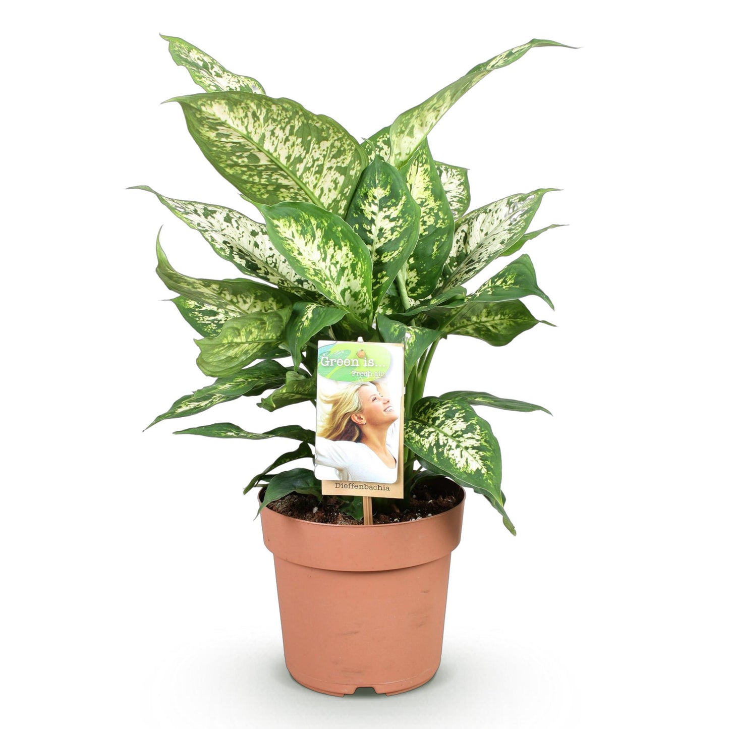 Dieffenbachia ‘Compacta’ – Dieffenbachia kamerplant