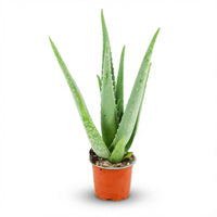 Aloe Vera – Aloë vera kamerplant