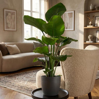 Strelitzia Nicolai – Paradijsvogelplant kamerplant