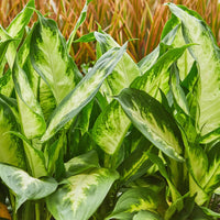 Dieffenbachia Camilla – Dieffenbachia kamerplant