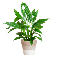 Spathiphyllum met Mand Lissabon wit - 80cm - Ø21