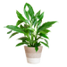 Spathiphyllum met Mand Lissabon wit - 80cm - Ø21