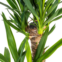 Yucca Elephantipes – Palmlelie kamerplant