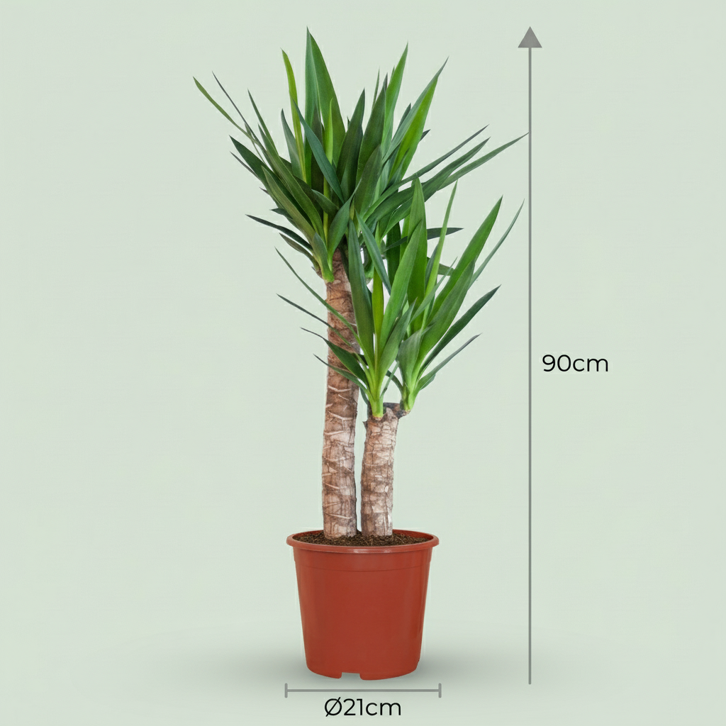 Yucca Elephantipes – Palmlelie kamerplant