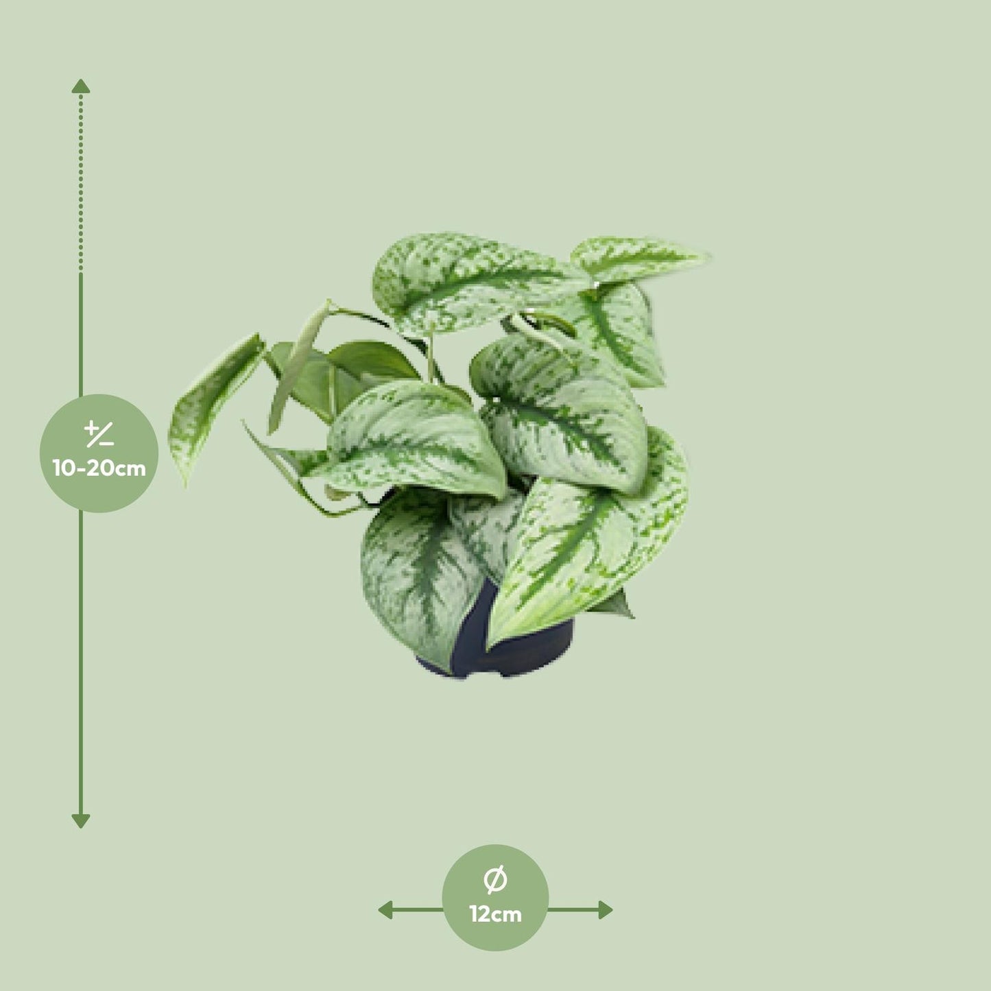 Scindapsus Pictus – Zilverrank kamerplant