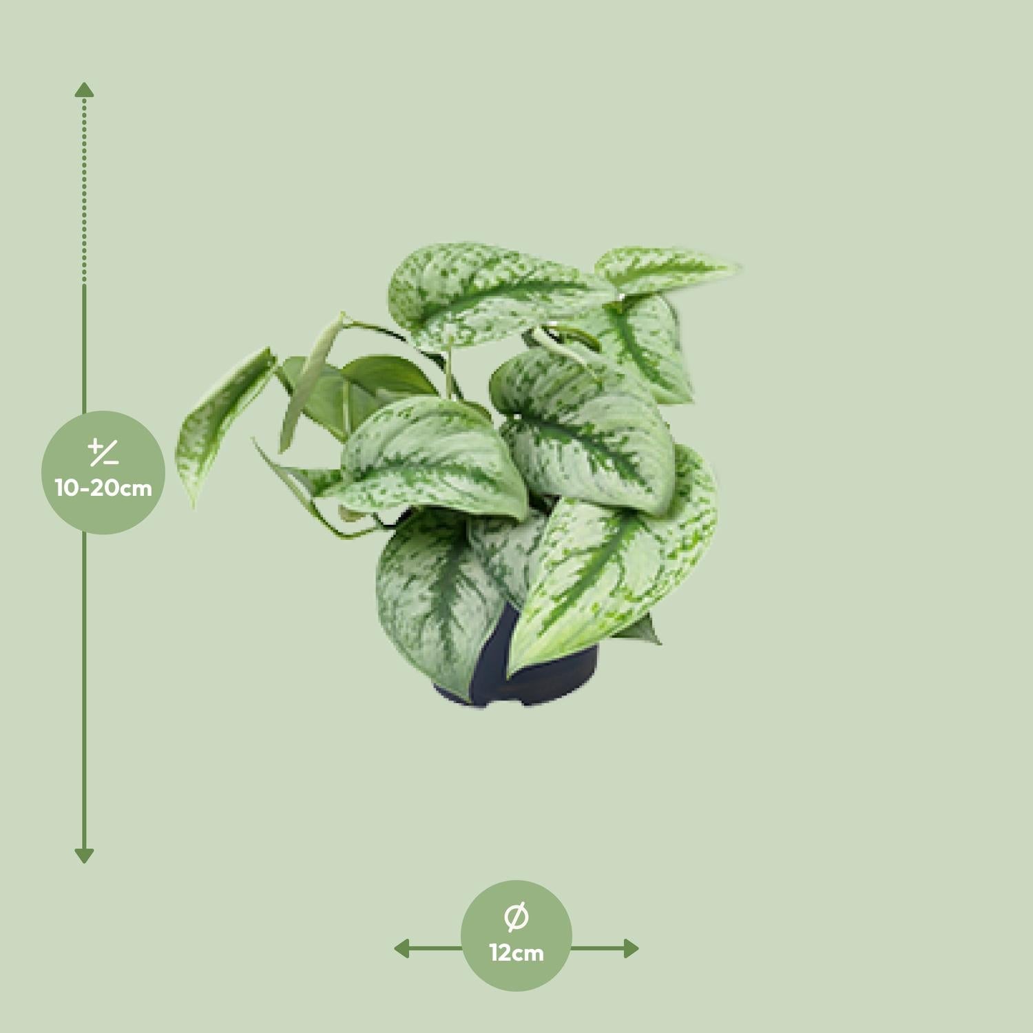 Scindapsus Pictus – Zilverrank kamerplant