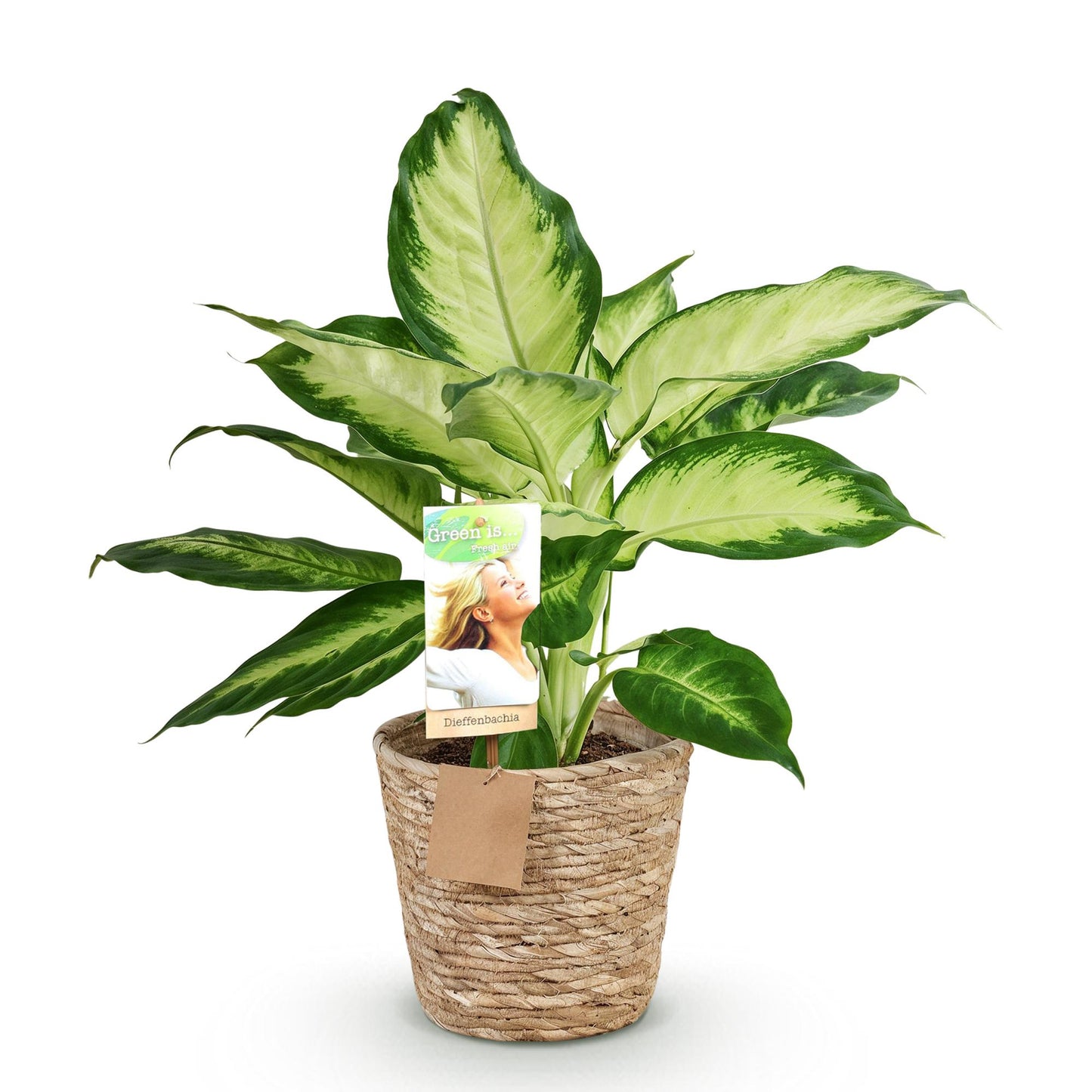 Dieffenbachia Camilla – Dieffenbachia kamerplant