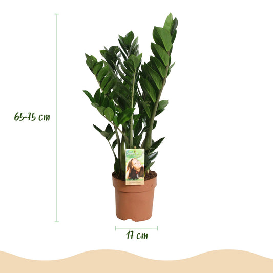 Zamioculcas Zamiifolia – ZZ-plant kamerplant