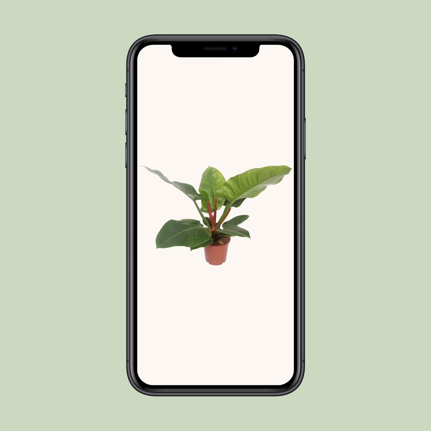 Philodendron Imperial Green – Philodendron kamerplant