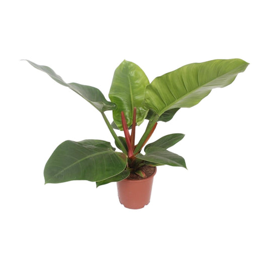 Philodendron Imperial Green – Philodendron kamerplant