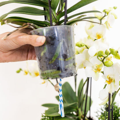 Kolibri Orchids | witte orchideeënset in Honey dish incl. waterreservoir | drie witte orchideeën Ghent 12cm | Mono Bouquet wit met zelfvoorzienend waterreservoir
