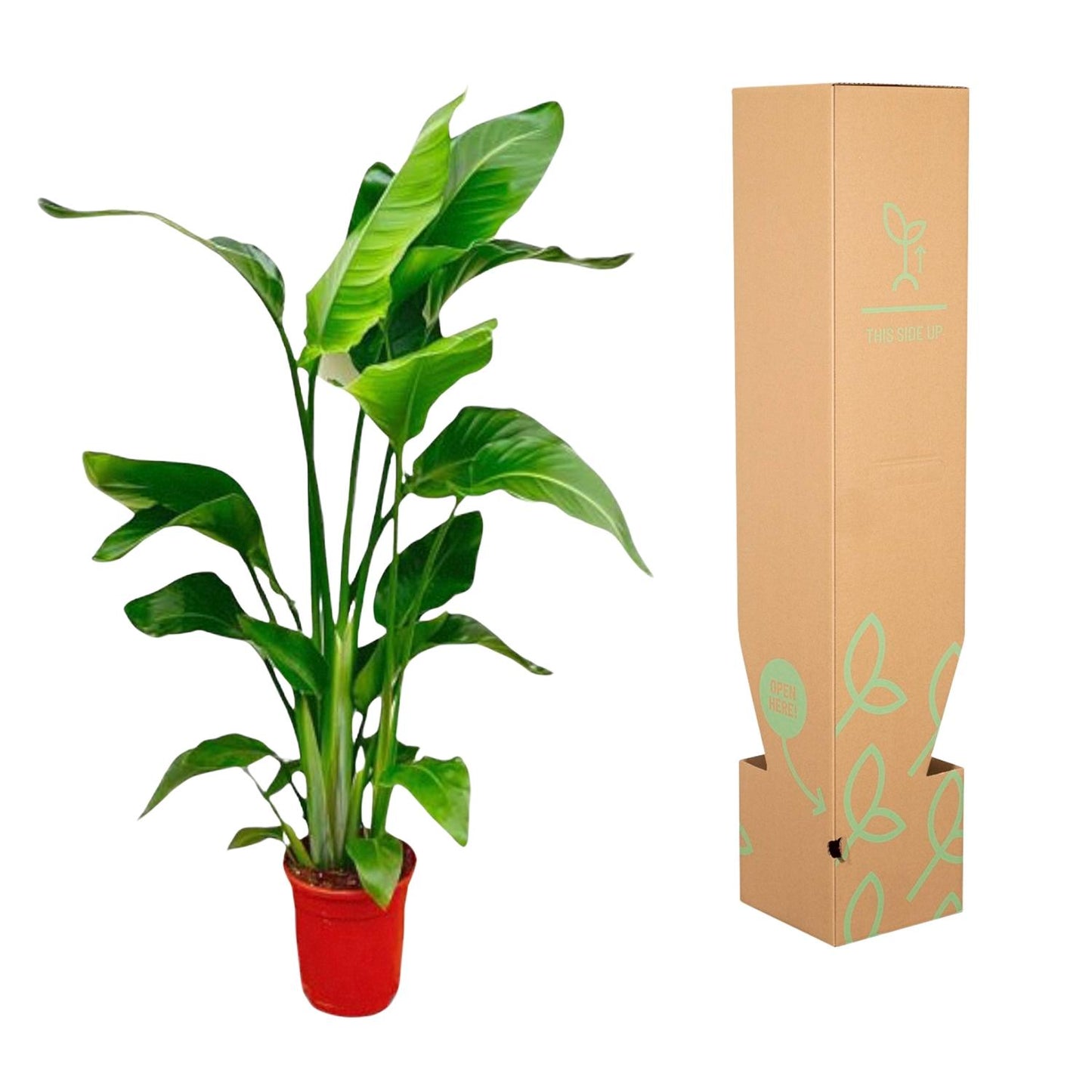 Strelitzia Nicolai - 70-90 cm - ø17