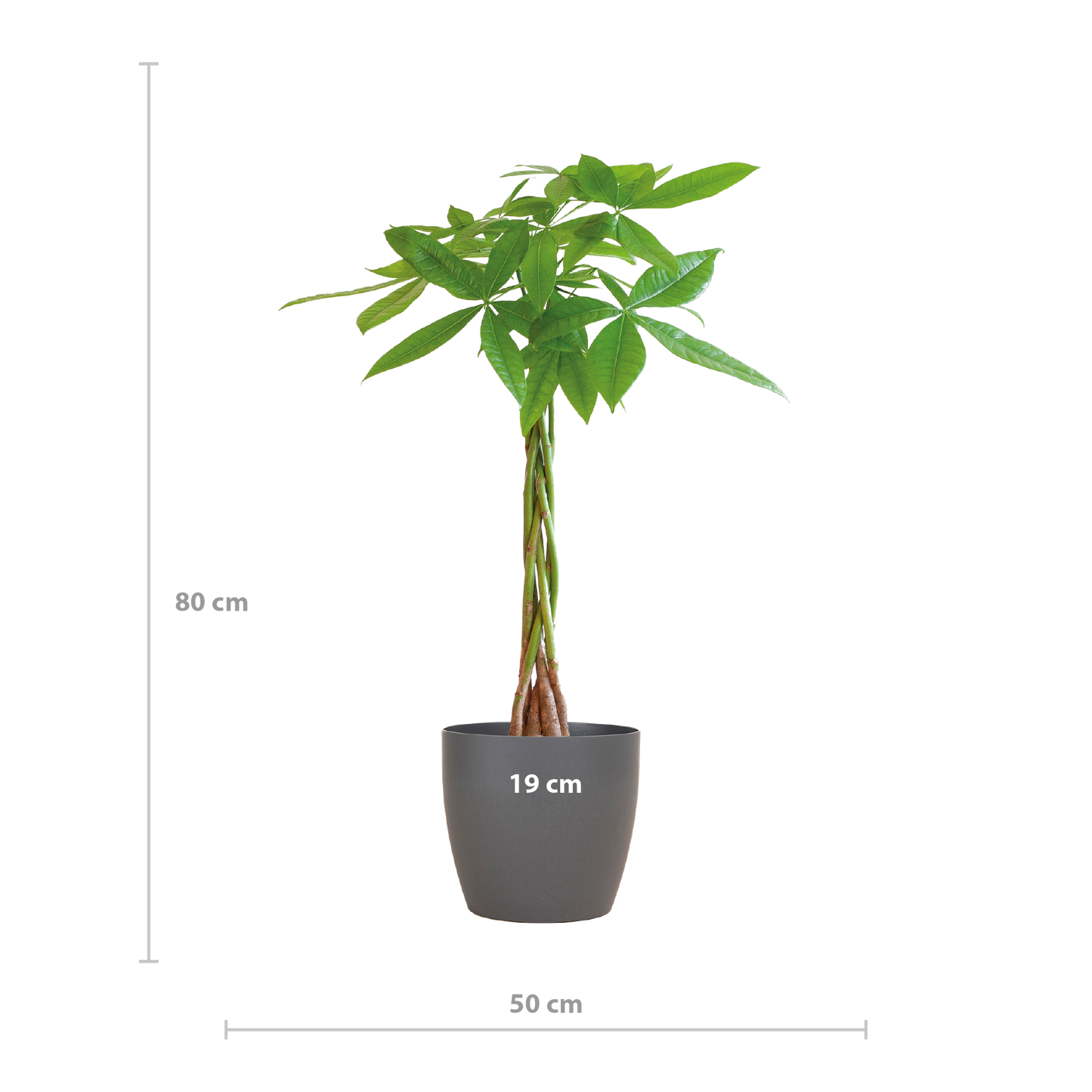 Pachira Aquatica met Viber grijs - 80cm - Ø21