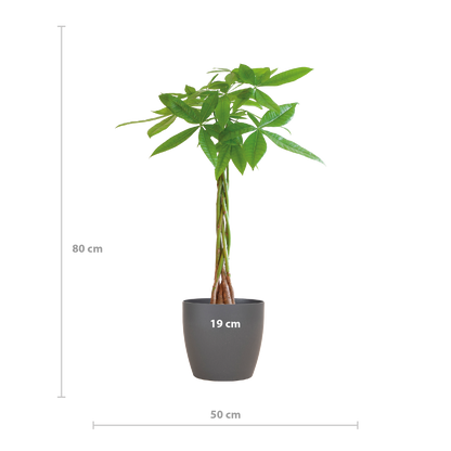 Pachira Aquatica met Viber grijs - 80cm - Ø21