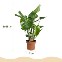 Monstera deliciosa – Gatenplant